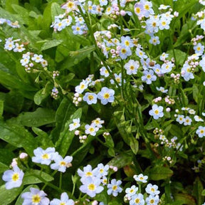 Plantes de berges - Myosotis des marais - Myosotis palustris