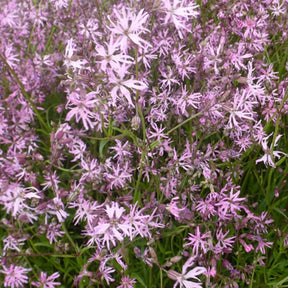 Lychnis - 3 Lychnis flos-cuculi - Œillets des près - Lychnis flos-cuculi