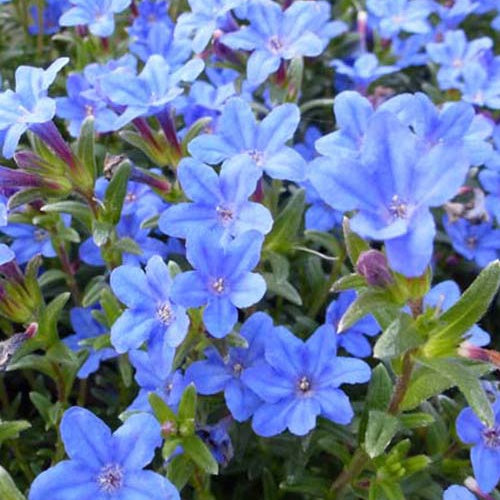 Grémil diffus Heavenly Blue - Lithodora diffusa heavenly blue - Plantes