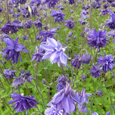 Ancolie hybride Blue Barlow - Aquilegia vulgaris blue barlow - Plantes