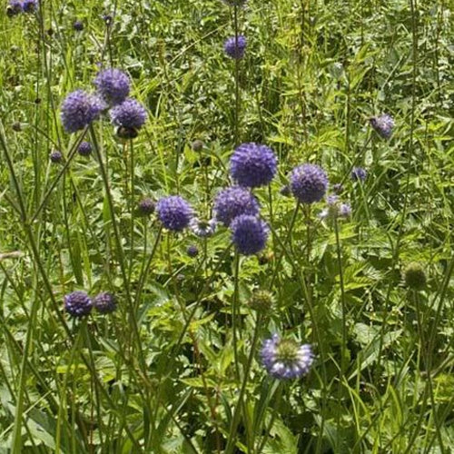 3 Succises des prés - Willemse