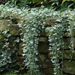 Dichondra argentea Silver Falls - 3 Dichondras rampants Silver Falls - Balcon et terrasse