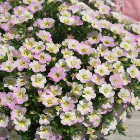 3 Mini-pétunias doubles pastel - Willemse