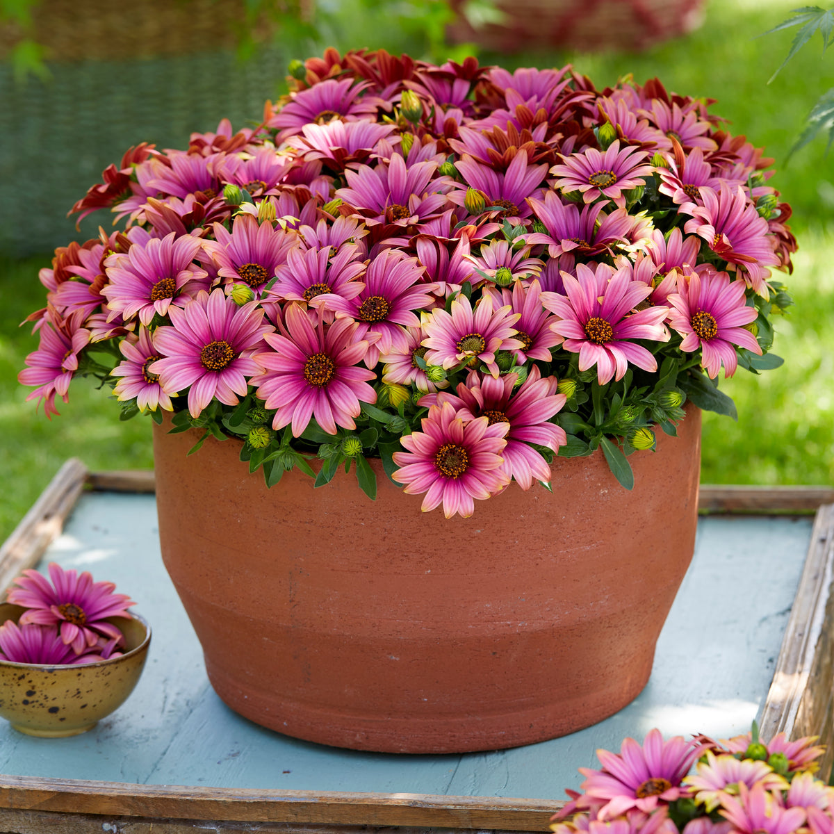 3 Marguerites du Cap bicolores (pourpre/blanc) - Osteospermum Havilah - Plantes