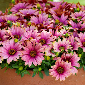 3 Marguerites du Cap bicolores (pourpre/blanc) - Osteospermum Havilah - Plantes vivaces