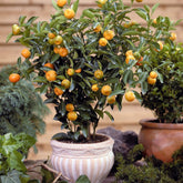 Calamondin - Willemse