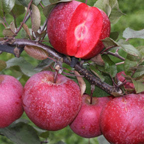 Pommier Pulpe Rouge - Willemse