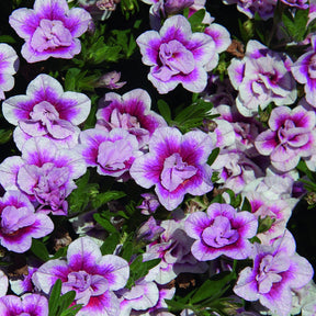 3 Calibrachoas PinkTastic - Calibrachoa hybride pinktastic