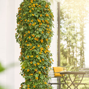 Grimpantes à fleurs - Suzanne aux yeux noirs orange - Thunbergia alata Sunny Susy®
