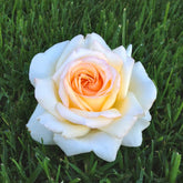 Rosier Anastasia® - Willemse