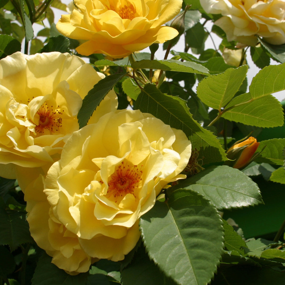 Rosier grimpant Golden Gate® - Rosa grimpant golden gate® - Plantes