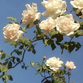 Rosiers grimpants - Rosier grimpant Mme Alfred Carrière - Rosa grimpant mme alfred carrière