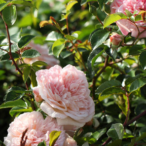Rosier grimpant Gloire de Dijon - Rosa grimpant gloire de dijon - Willemse