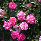 Rosier Mirato - Willemse