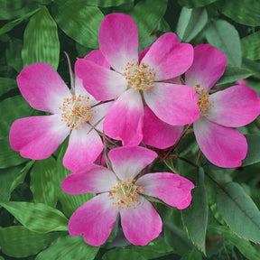 Rosier Glauca - Rosa glauca - Willemse