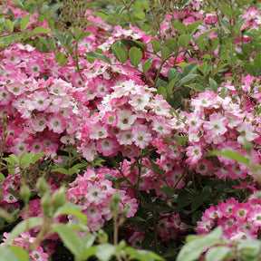 Rosa ballerina - Rosier Ballerina - 