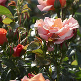 Rosier Aprikola® - Willemse