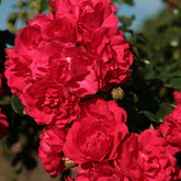 Rosier Toscana® - Willemse