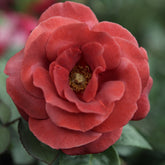 Rosier Terracotta ® - Willemse