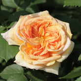 Rosier grimpant Alchymiste - Willemse