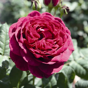 Rosier  Astrid Gräfin von Hardenberg ® - Rosa astrid gräfin von hardenberg ® - Willemse