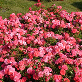 Rosier  Bonapart ® - Willemse