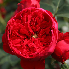 Rosa Florentina ® - Rosier grimpant Florentina ® - Rosiers grimpants