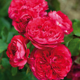 Rosier rouge Leonardo Da Vinci® - Willemse