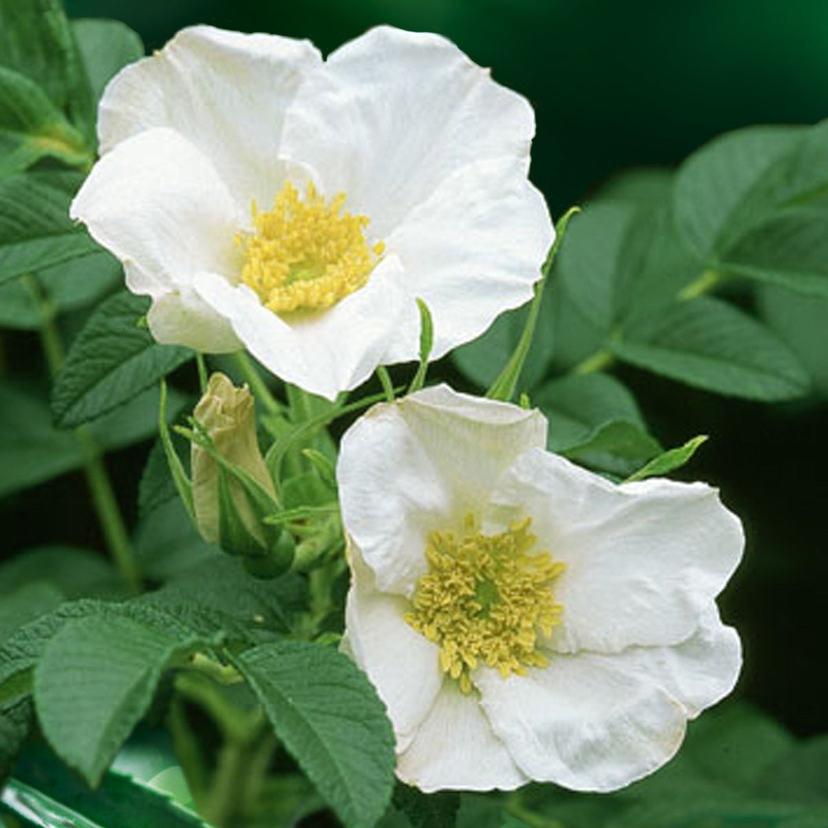 Rosier rugueux à fleurs blanches - Rosa rugosa alba - Plantes
