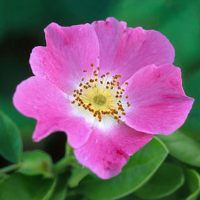 Rosiers sauvages - Rosier des chiens - Eglantier - Rosa canina