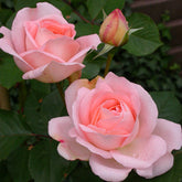 Rosier  Clair™Renaissance ® - Willemse