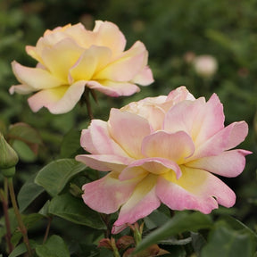 Rosier  Mme A. Meilland - Rosa mme a. meilland - Willemse