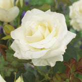 Rosier  Annapurna ® - Willemse
