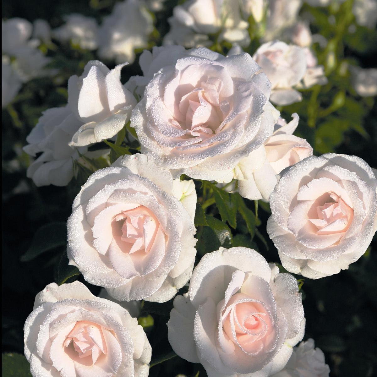 Rosier  Aspirin Rose ® - Rosa Aspirin Rose ® - Plantes