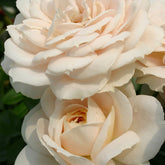 Rosier  Lions-Rose ® - Willemse