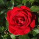 Rosier grimpant Santana ® - Willemse