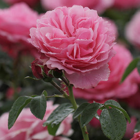 Rosier floribunda Leonardo da Vinci ® Medeauri - Rosiers à fleurs groupées polyantha - Willemse