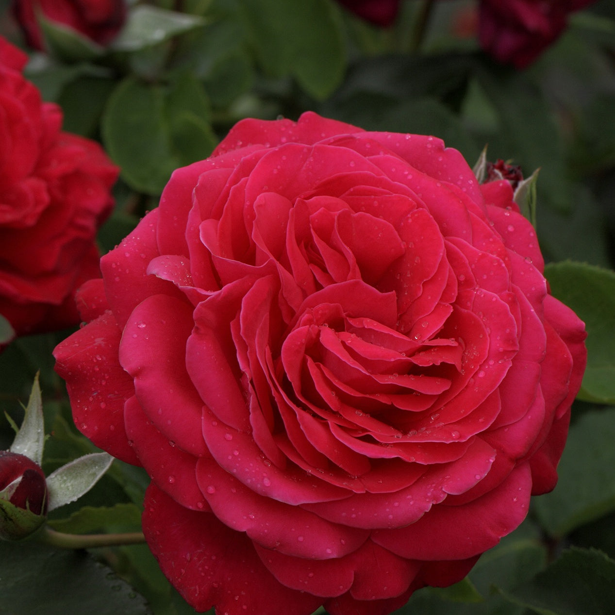 Rosier Dame de Cœur - Willemse