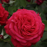 Rosier Dame de Cœur - Willemse