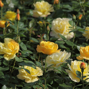 Rosier Arthur Bell® - Willemse