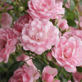 Rosier The Fairy rose - Willemse