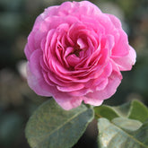 Rosier grimpant Ozeana ® - Willemse
