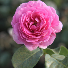 Rosier grimpant Ozeana ® - Willemse