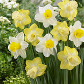 5 Narcisses à grande couronne Mainstreet - Willemse