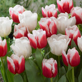 10 Tulipes Red snow en mélange - Willemse