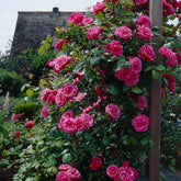 Rosier grimpant rose - Willemse