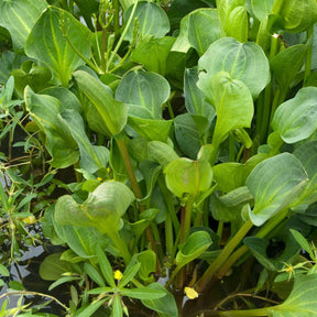 Plantain d'eau - Alisma plantago-aquatica - Willemse