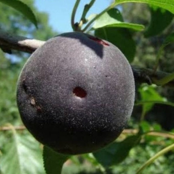 Abricot noir Biricoccolo - Prunus × dasycarpa - Plantes