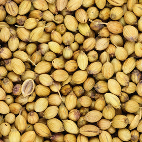 Coriandre a graine fine lente à monter - Coriandrum sativum - Willemse