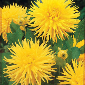 3 Dahlias cactus nain Yellow Happiness - Willemse